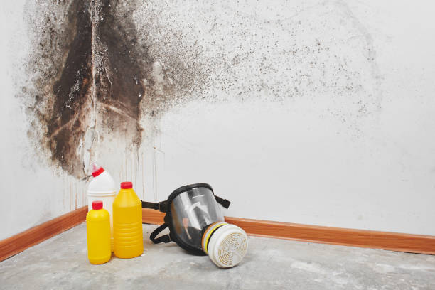 Best Attic Mold Removal  in Winner, SD